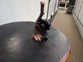 Magic Cat On Broomstick Facing Right