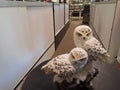 Snow Owls On A Limb